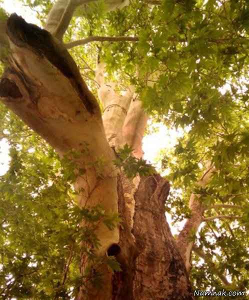 درخت شیرین و فرهاد